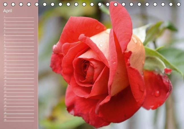 Produktbild: Zarte Sch&ouml;nheiten - Rosen (Tischkalender immerw&auml;hrend DIN A5 quer)