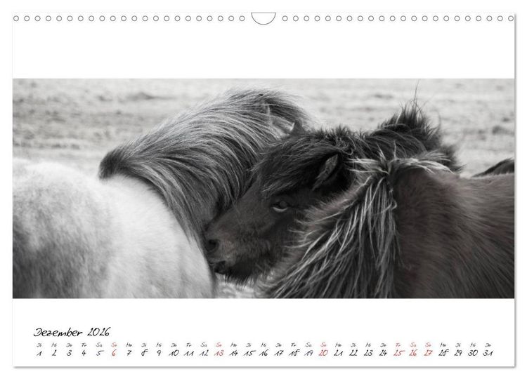 Produktbild: Islandpferde von Brimilsvellir (Wandkalender 2026 DIN A3 quer), CALVENDO Monatskalender