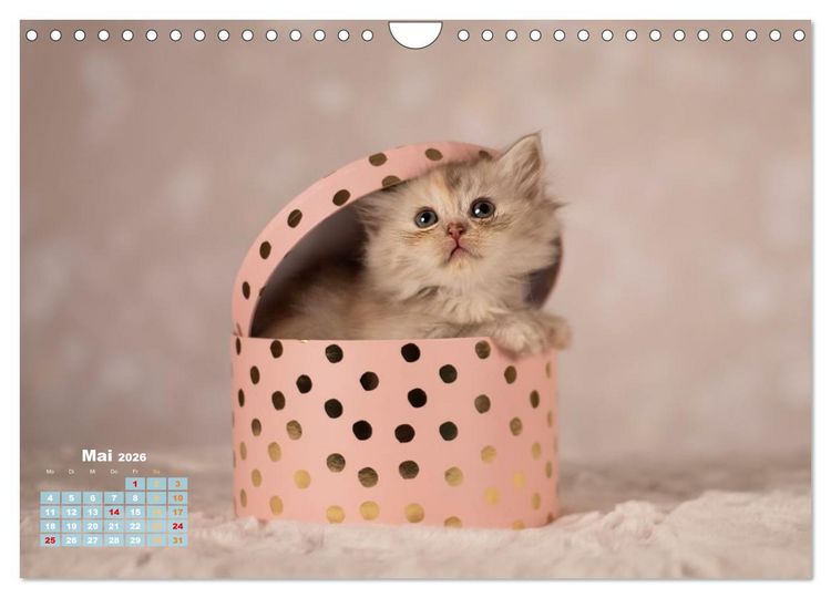Produktbild: Die Kitten kommen. (Wandkalender 2026 DIN A4 quer), CALVENDO Monatskalender