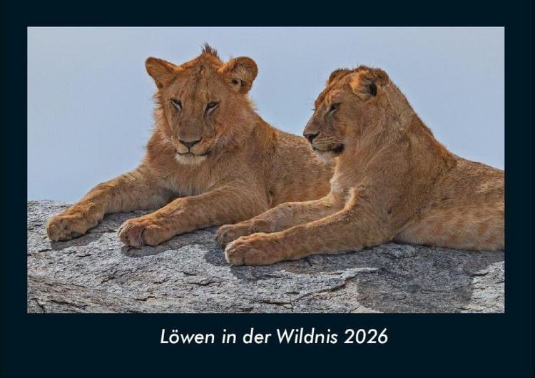 Produktbild: L&ouml;wen in der Wildnis 2026 Fotokalender DIN A4