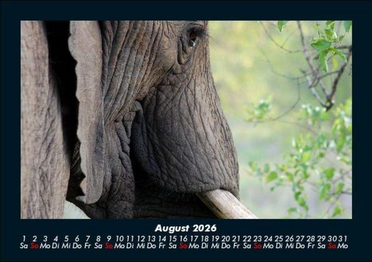 Produktbild: Der Elefantenkalender 2026 Fotokalender DIN A5
