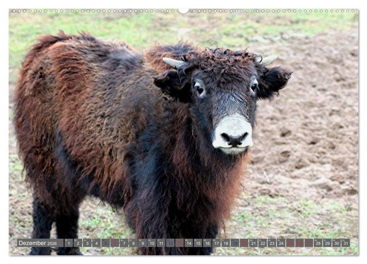 Produktbild: Der Yak (hochwertiger Premium Wandkalender 2026 DIN A2 quer), Kunstdruck in Hochglanz