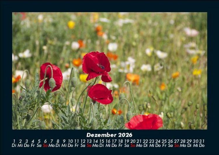 Produktbild: Blumentr&auml;ume 2026 Fotokalender DIN A5
