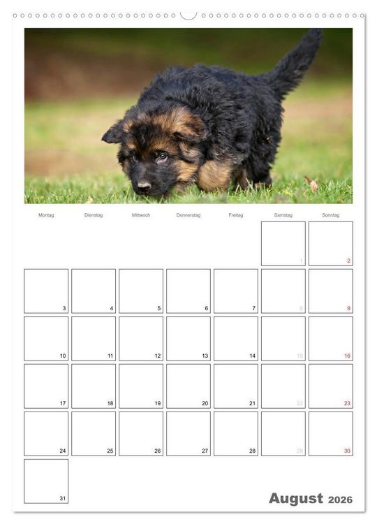 Produktbild: Deutscher Sch&auml;ferhund - Welpen, Planer (hochwertiger Premium Wandkalender 2026 DIN A2 hoch), Kunstdruck in Hochglanz