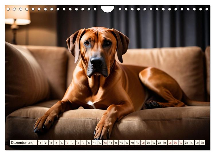 Produktbild: Rhodesian Ridgeback - Athlet mit R&uuml;ckenkamm (Wandkalender 2026 DIN A4 quer), CALVENDO Monatskalender