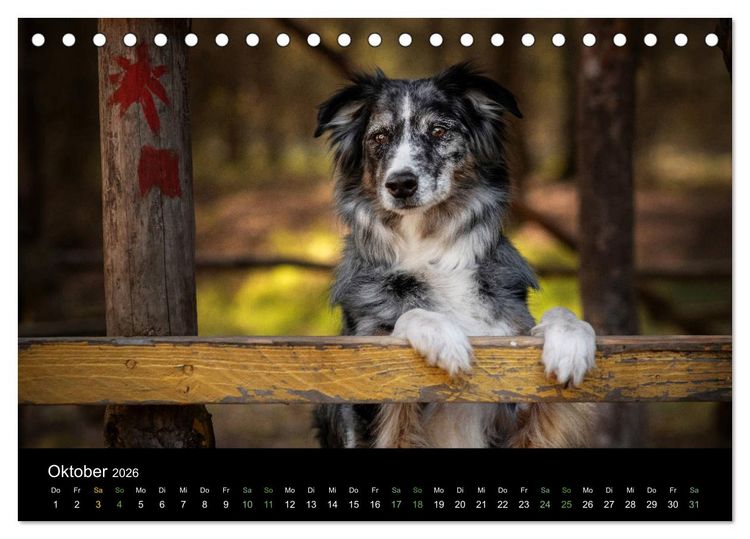 Produktbild: Australian Shepherd - Vielfalt in einer Rasse (Tischkalender 2026 DIN A5 quer), CALVENDO Monatskalender