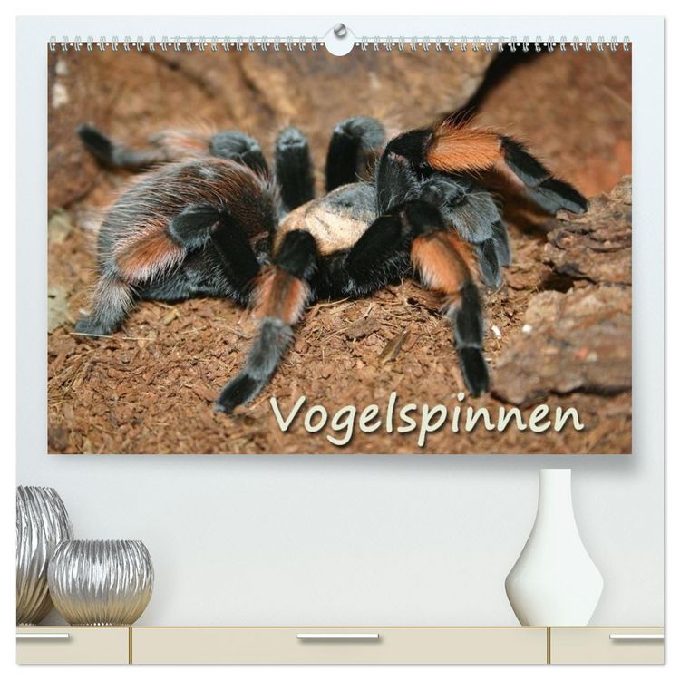 Produktbild: Vogelspinnen (hochwertiger Premium Wandkalender 2026 DIN A2 quer), Kunstdruck in Hochglanz