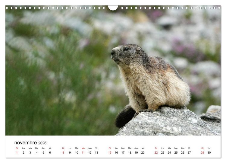 Produktbild: Le monde des marmottes en Haute Maurienne (Calendrier mural 2026 DIN A3 vertical), CALVENDO calendrier mensuel