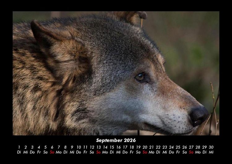 Produktbild: Welt der Tiere 2026 Fotokalender DIN A3