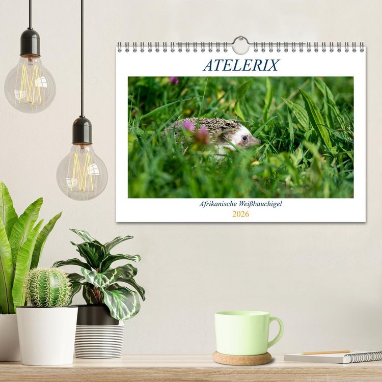 Produktbild: Atelerix - Afrikanische Wei&szlig;bauchigel (Wandkalender 2026 DIN A4 quer), CALVENDO Monatskalender