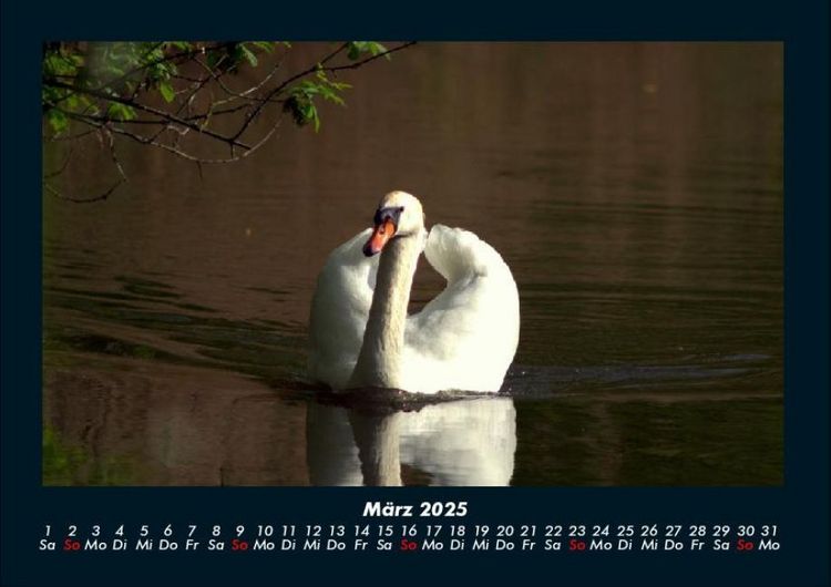 Produktbild: Welt der V&ouml;gel 2025 Fotokalender DIN A4