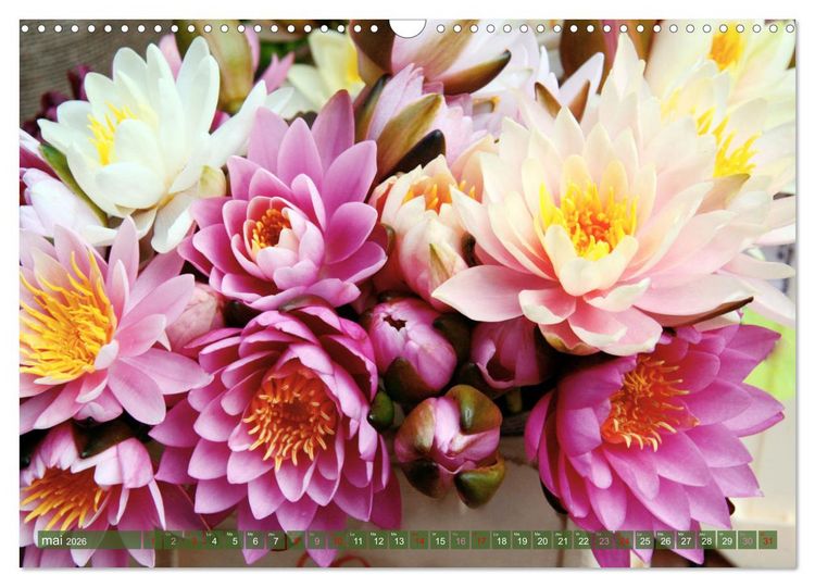 Produktbild: Magnifiques n&eacute;nuphars (Calendrier mural 2026 DIN A3 vertical), CALVENDO calendrier mensuel