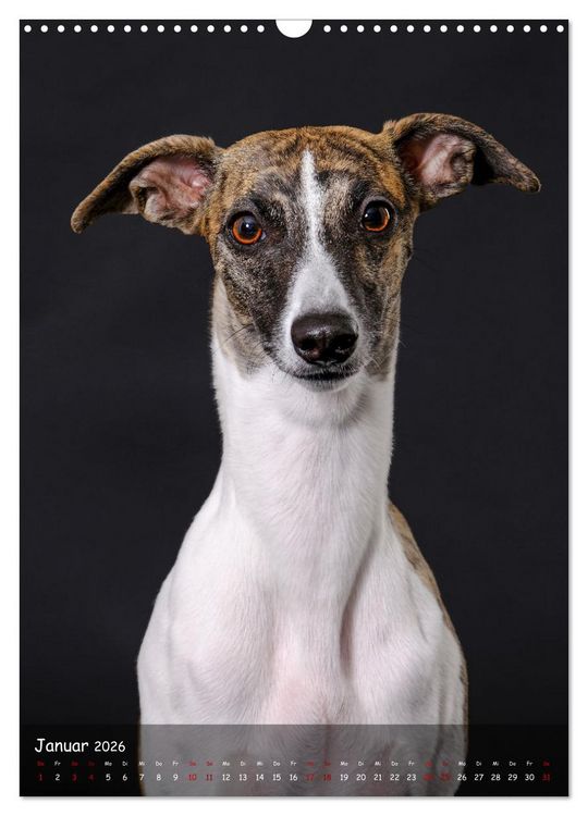 Produktbild: Whippets im Portrait (Wandkalender 2026 DIN A3 hoch), CALVENDO Monatskalender