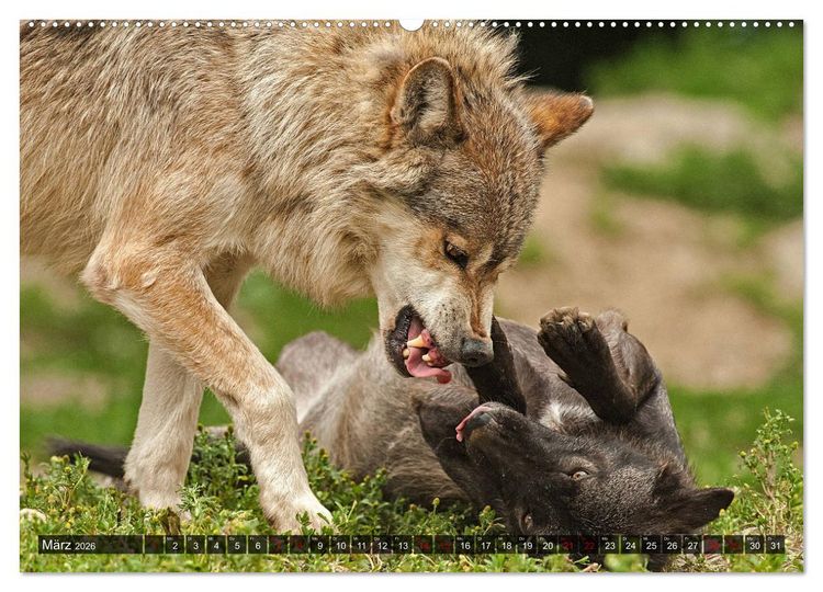 Produktbild: Begegnung mit dem Wolf (hochwertiger Premium Wandkalender 2026 DIN A2 quer), Kunstdruck in Hochglanz