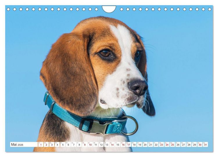 Produktbild: Unsere Freunde auf vier Pfoten - Hunde (Wandkalender 2026 DIN A4 quer), CALVENDO Monatskalender