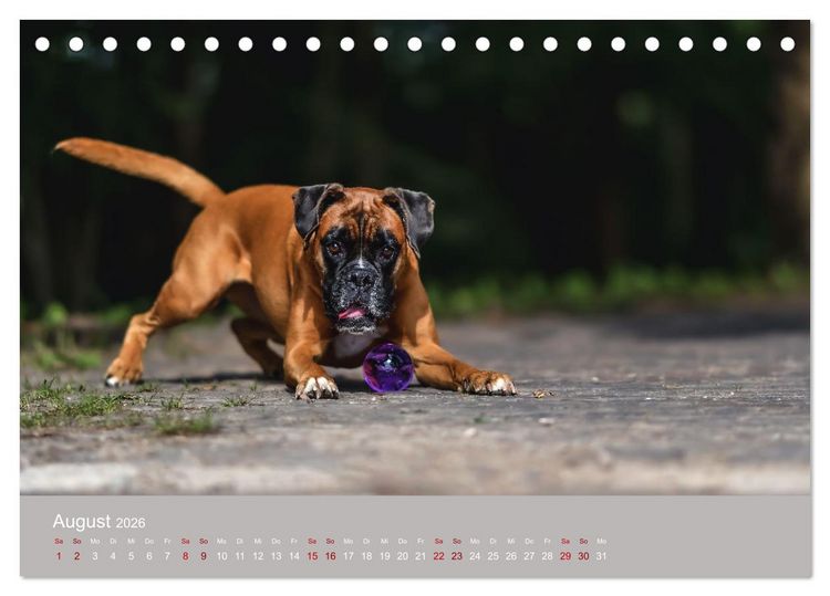 Produktbild: Fantastische Boxer - Sieger der Herzen (Tischkalender 2026 DIN A5 quer), CALVENDO Monatskalender