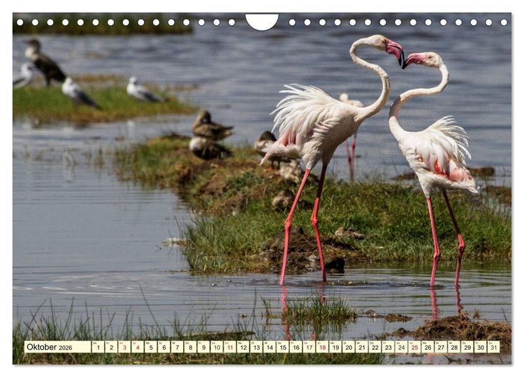 Produktbild: Wildes Leben in Botswana (Wandkalender 2026 DIN A4 quer), CALVENDO Monatskalender