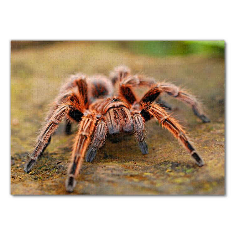 Produktbild: Lais Puzzle Spinne 1000 Teile