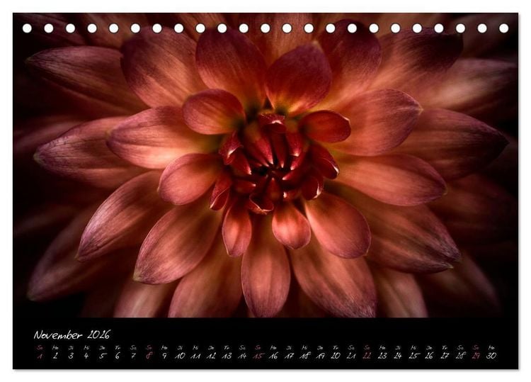 Produktbild: Serenade - Visuelle Musik der Blumen (Tischkalender 2026 DIN A5 quer), CALVENDO Monatskalender