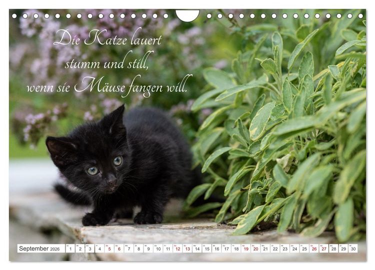 Produktbild: Kitten auf Entdeckungsreise (Wandkalender 2026 DIN A4 quer), CALVENDO Monatskalender