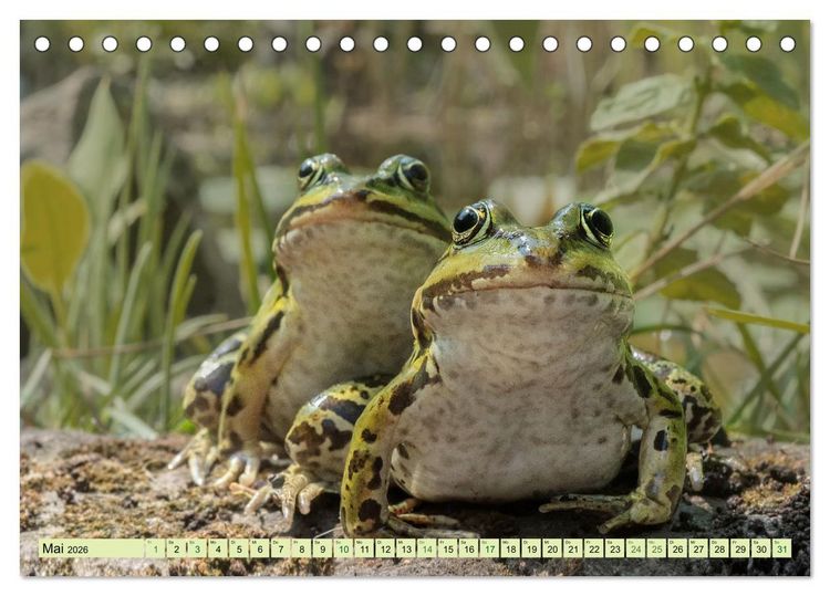 Produktbild: Fr&ouml;hliche Fr&ouml;sche (Tischkalender 2026 DIN A5 quer), CALVENDO Monatskalender