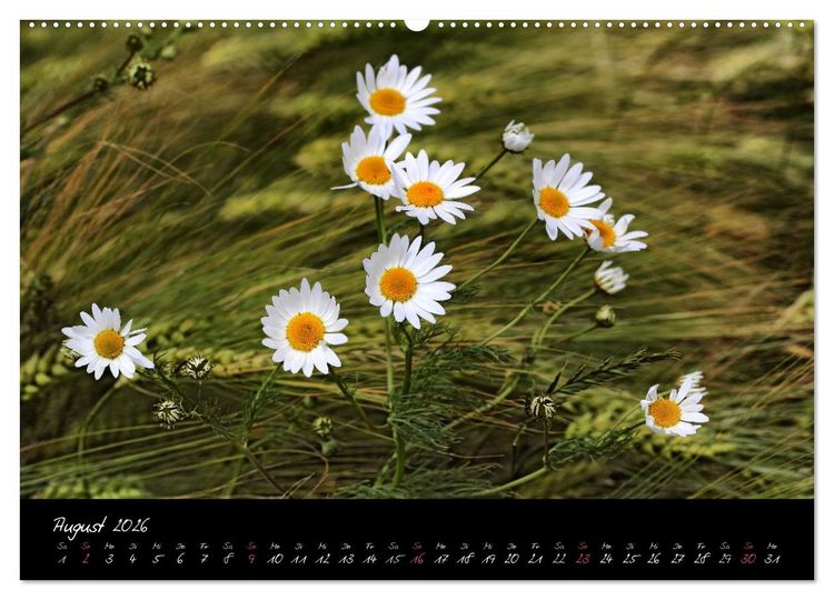 Produktbild: Zeit der Natur - Ein Augenblick zur Ewigkeit (hochwertiger Premium Wandkalender 2026 DIN A2 quer), Kunstdruck in Hochglanz