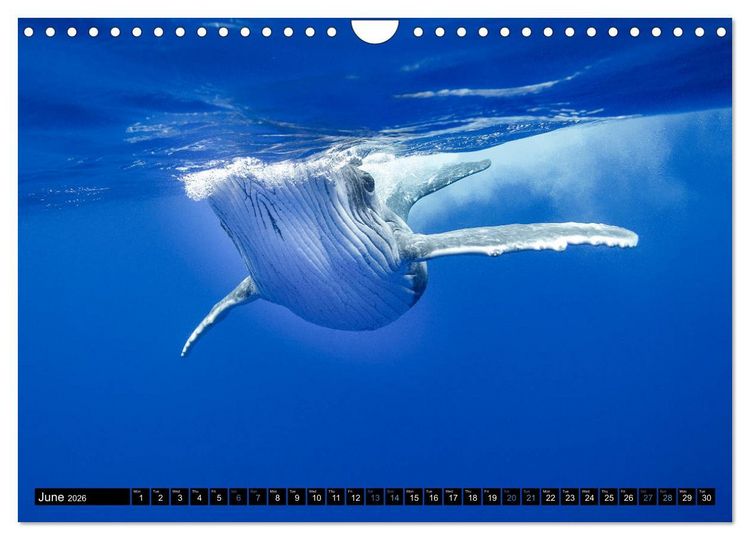 Produktbild: A Whale of a Year (Wall Calendar 2026 DIN A4 landscape), CALVENDO 12 Month Wall Calendar