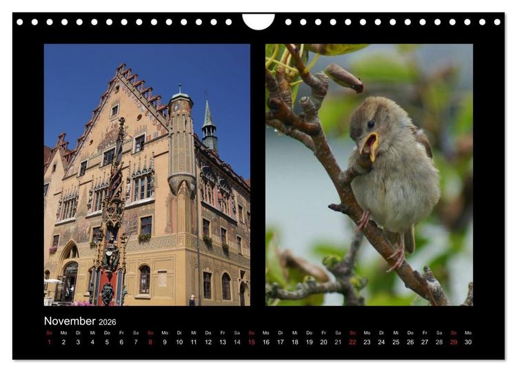 Produktbild: Ulmer Spatzen (Wandkalender 2026 DIN A4 quer), CALVENDO Monatskalender