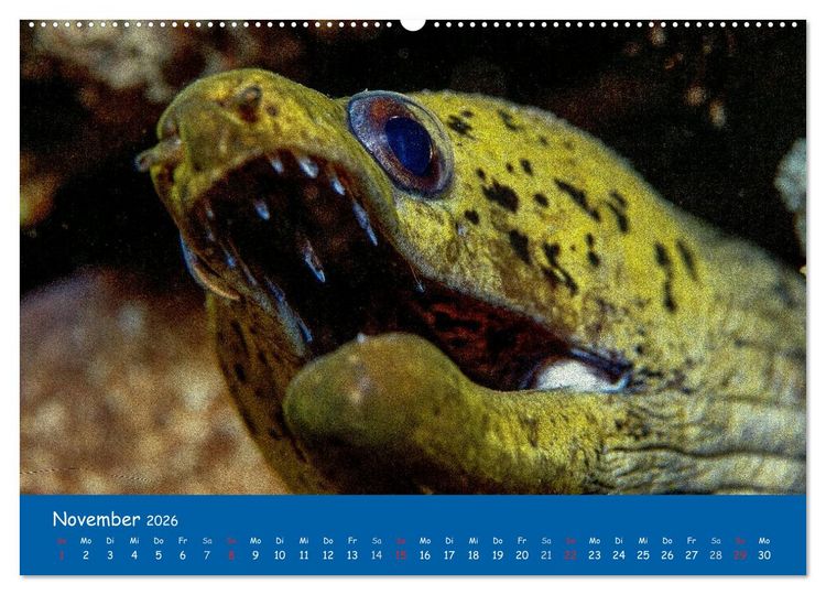 Produktbild: Unterwasserwelten (hochwertiger Premium Wandkalender 2026 DIN A2 quer), Kunstdruck in Hochglanz