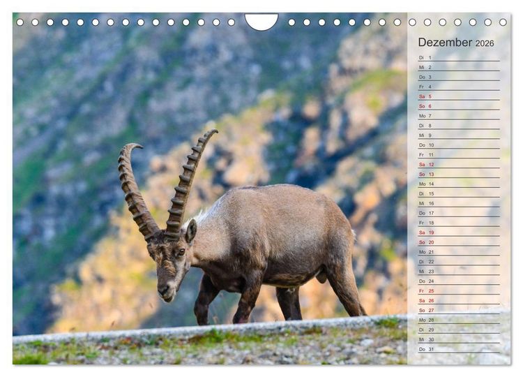 Produktbild: Bergk&ouml;nige - Steinb&ouml;cke im Blickpunkt der Naturfotografie (Wandkalender 2026 DIN A4 quer), CALVENDO Monatskalender