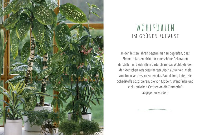 Produktbild: Saubere Luft mit Zimmerpflanzen