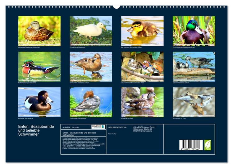 Produktbild: Enten. Bezaubernde und beliebte Schwimmer (hochwertiger Premium Wandkalender 2026 DIN A2 quer), Kunstdruck in Hochglanz