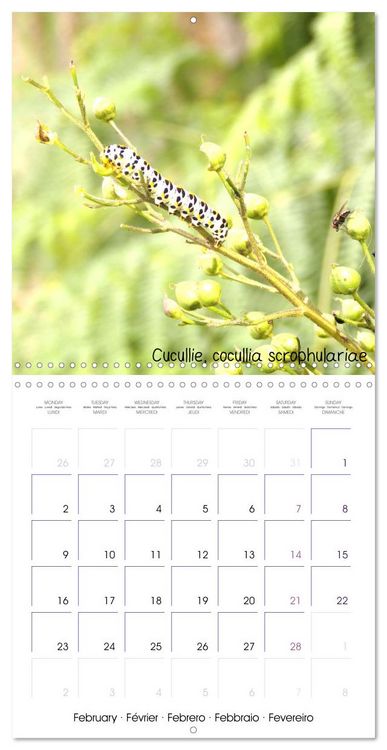Produktbild: D&eacute;licats Papillons de nos r&eacute;gions, de France et d'Europe (Calendrier mural carr&eacute; 2026 30x30 cm) Calendrier double avec une page pour vos prises de notes