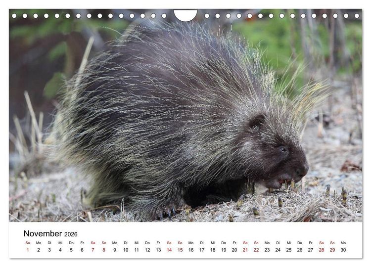 Produktbild: Alaska und West-Kanada (Wandkalender 2026 DIN A4 quer), CALVENDO Monatskalender