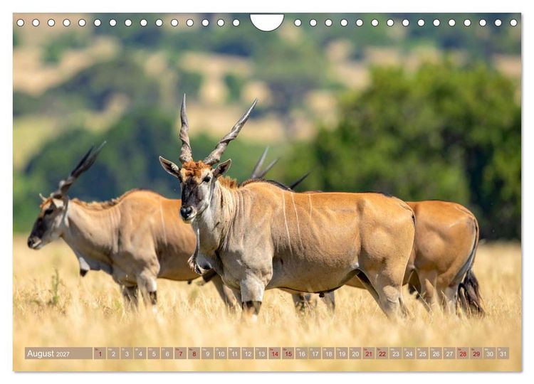 Produktbild: Antilopenzauber (Wandkalender 2027 DIN A4 quer), CALVENDO Monatskalender