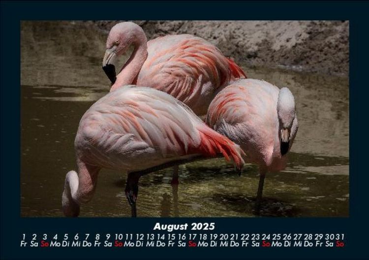 Produktbild: Vogelparadies 2025 Fotokalender DIN A5