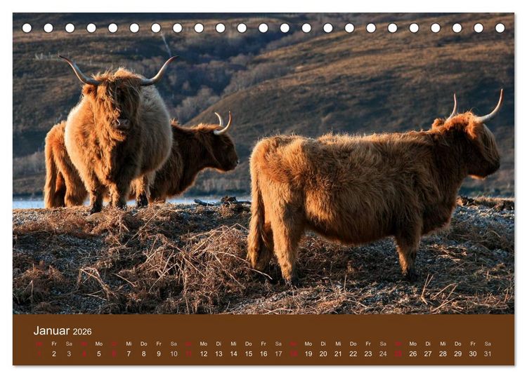 Produktbild: Schottische Hochlandrinder - Highland Cattle (Tischkalender 2026 DIN A5 quer), CALVENDO Monatskalender