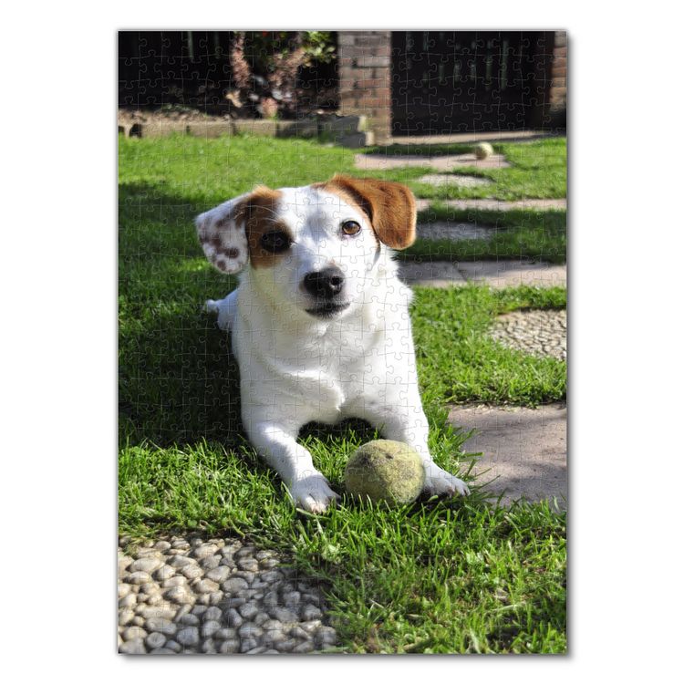 Produktbild: Lais Puzzle Jack Russell 500 Teile