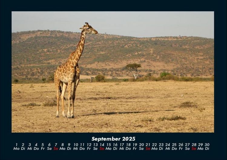 Produktbild: Giraffen 2025 Fotokalender DIN A4