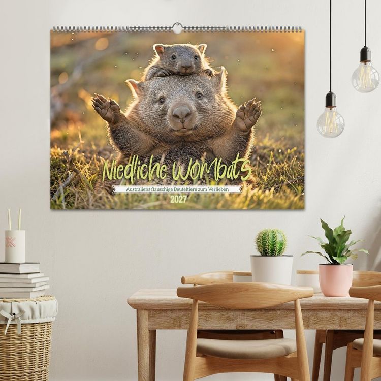 Produktbild: Niedliche Wombats - Australiens flauschige Beuteltiere zum Verlieben (Wandkalender 2027 DIN A2 quer), CALVENDO Monatskalender
