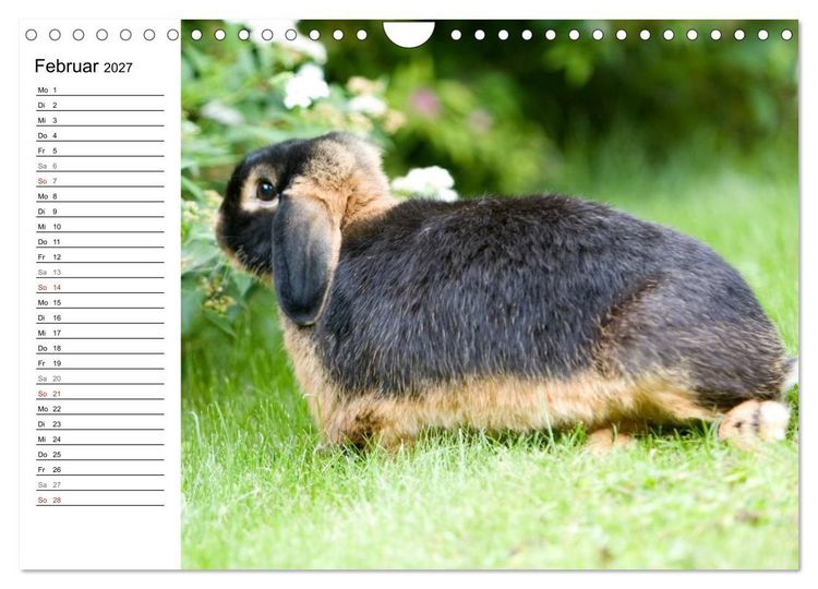 Produktbild: Kaninchen - knuddelige Hausgenossen (Wandkalender 2027 DIN A4 quer), CALVENDO Monatskalender