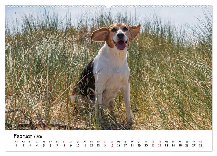 Produktbild: Strandurlaub mit Hund (Wandkalender 2026 DIN A2 quer), CALVENDO Monatskalender
