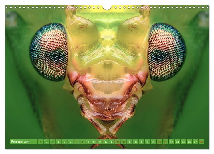Produktbild: Extreme Makroaufnahmen - Insekten so nah wie nie (Wandkalender 2026 DIN A3 quer), CALVENDO Monatskalender