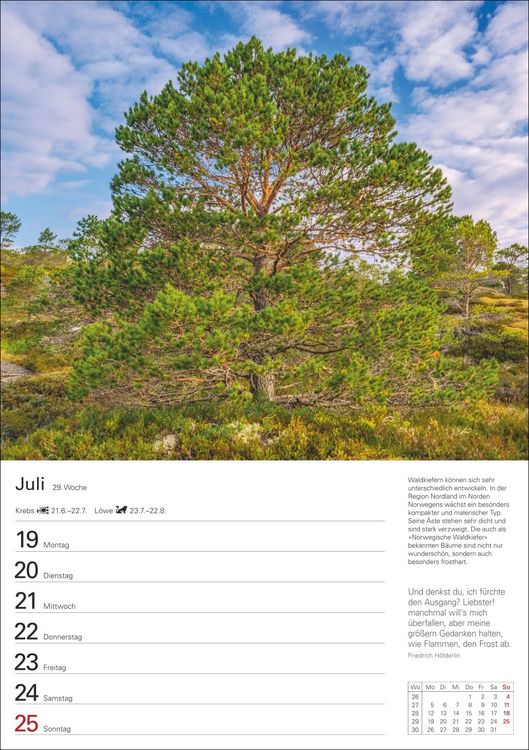 Produktbild: B&auml;ume Wochenplaner 2027 - 53 stimmungsvolle Fotografien