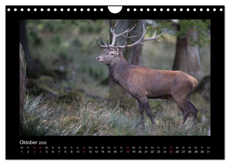 Produktbild: Wolf, Luchs und Co. - Tierbilder aus dem Bayerischen Wald (Wandkalender 2026 DIN A4 quer), CALVENDO Monatskalender