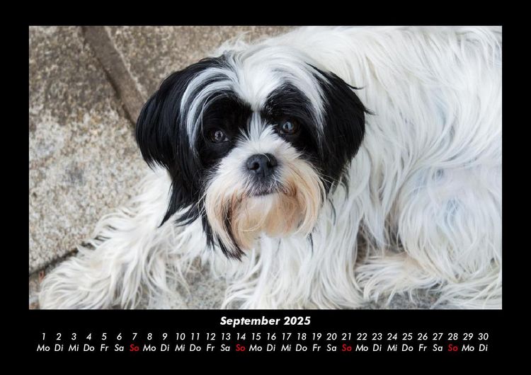 Produktbild: Der Hundekalender 2025 Fotokalender DIN A3