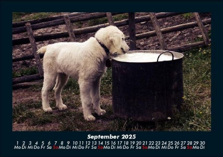 Produktbild: Welpen 2025 Fotokalender DIN A5