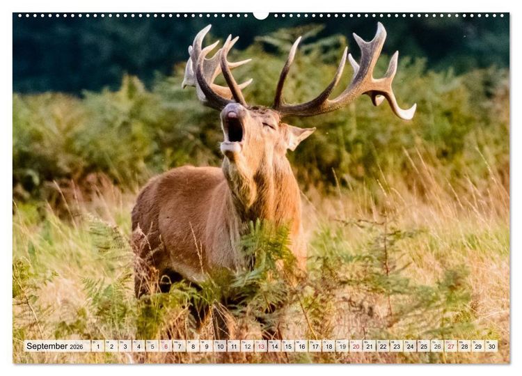 Produktbild: Wildtiere. Heimische Sch&ouml;nheiten (Wandkalender 2026 DIN A2 quer), CALVENDO Monatskalender