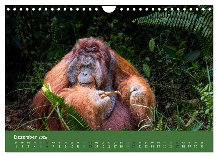 Produktbild: Orang Utans - Indonesien (Wandkalender 2026 DIN A4 quer), CALVENDO Monatskalender