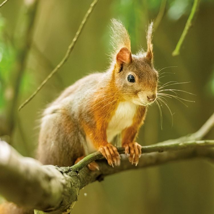 Produktbild: Eichh&ouml;rnchen / Squirrels 2027